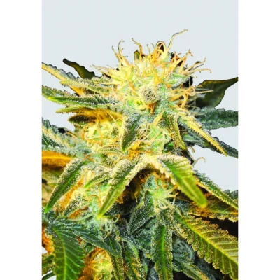 Nirvana Seeds Ice regulär