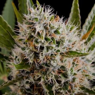 Nirvana Seeds Lithium OG Kush feminisiert
