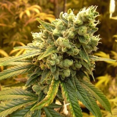 Nirvana Seeds Sour Diesel feminisiert