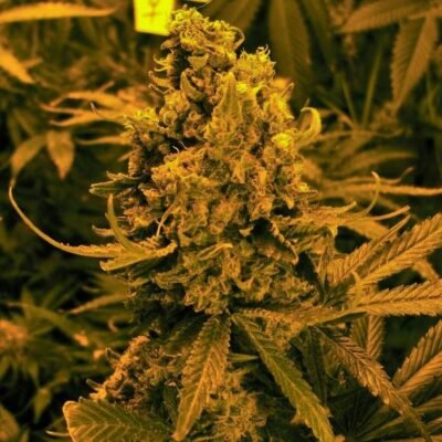 Nirvana Seeds Blueberry Kush Auto feminisiert