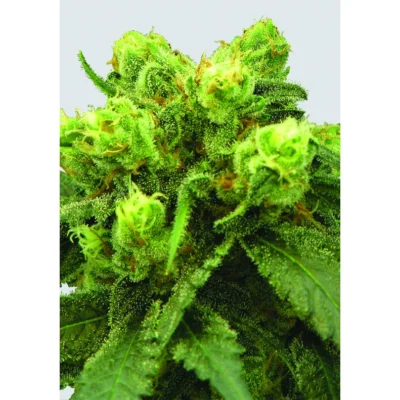 Nirvana Seeds Big Bud regulär