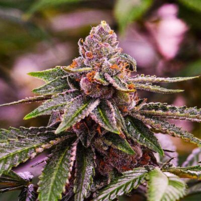 Nirvana Seeds Girl Scout Cookies feminisiert
