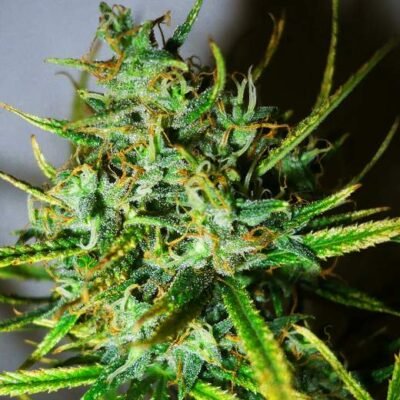 Nirvana Seeds Top 44 feminisiert