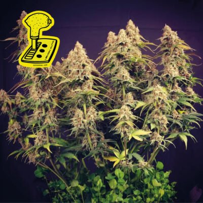 Seedsman Lemon Auto feminisiert