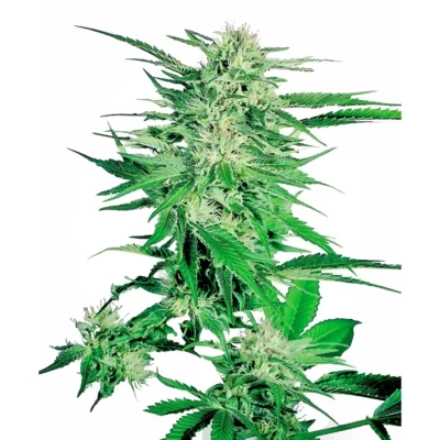 Sensi Seeds Big Bud feminisiert