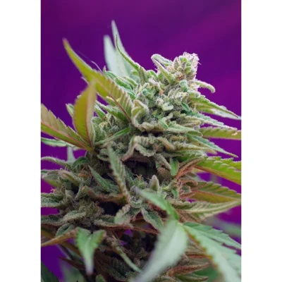 Sweet Seeds Black Jack Auto feminisiert