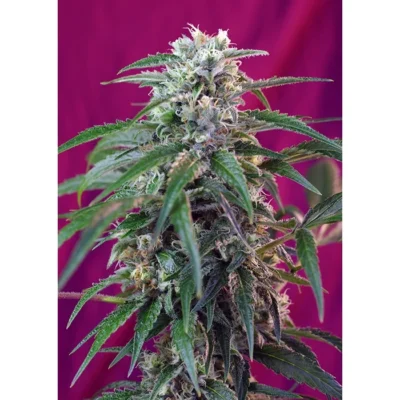 Sweet Seeds Green Poison Auto feminisiert
