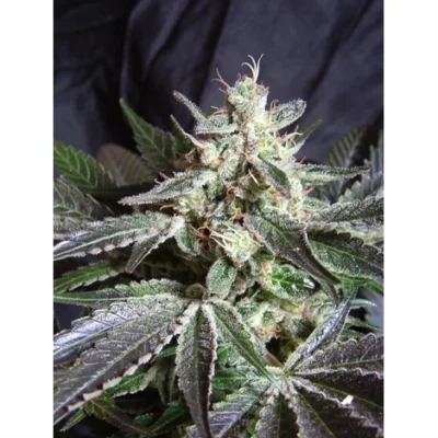 Sweet Seeds Black Jack feminisiert