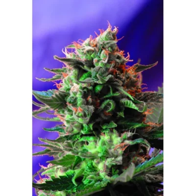 Sweet Seeds Jack 47 feminisiert