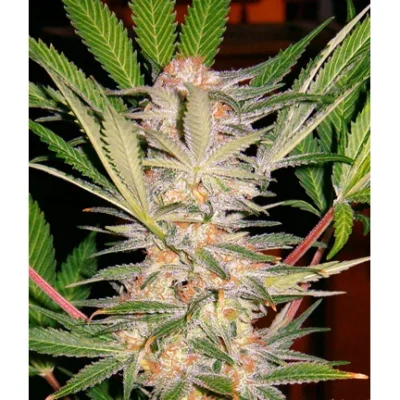 Sweet Seeds S.A.D. Sweet Afghani Delicious S1 feminisiert