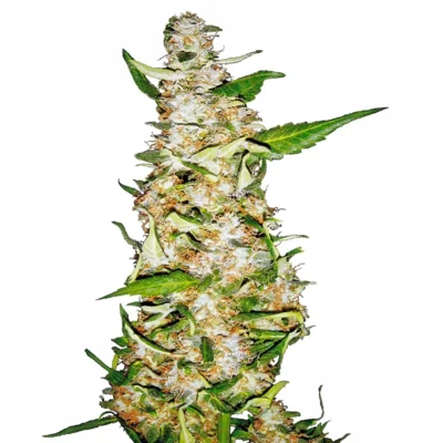 Sensi Seeds Skunk #1 Auto feminisiert