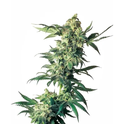 Sensi Seeds Northern Lights feminisiert