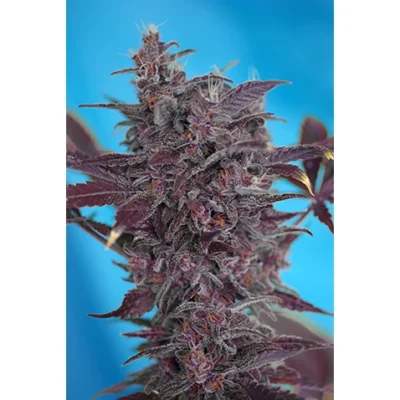 Sweet Seeds Black Cream Auto feminisiert