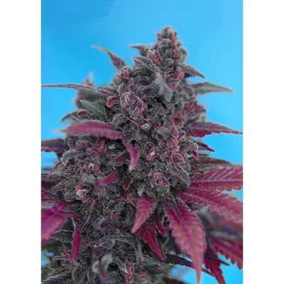 Sweet Seeds Dark Devil Auto feminisiert