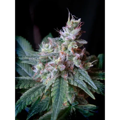 Sweet Seeds Cream Caramel F1 FAST Version feminisiert