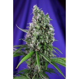 Sweet Seeds Sweet Trainwreck Auto feminisiert