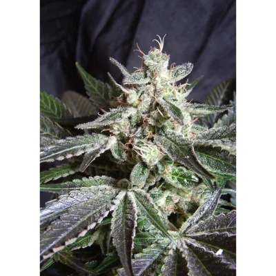 Sweet Seeds Black Jack F1 FAST Version feminisiert