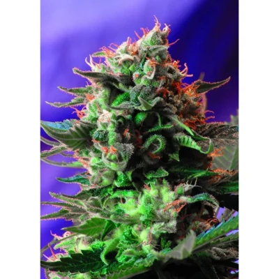 Sweet Seeds Jack 47 F1 FAST Version feminisiert