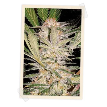 Sweet Seeds S.A.D. F1 FAST Version feminisiert