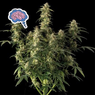 Seedsman Amnesia Auto feminisiert