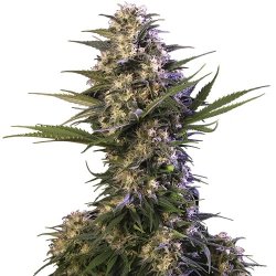 Buddha Seeds Kraken feminisiert