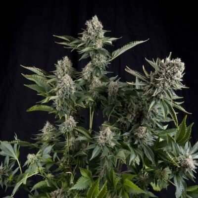 Pyramid Seeds White Widow feminisiert