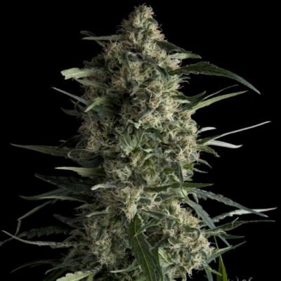 Pyramid Seeds Galaxy feminisiert