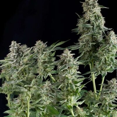 Pyramid Seeds Northern Lights feminisiert