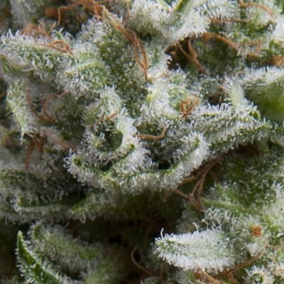 Pyramid Seeds Anesthesia Auto feminisiert