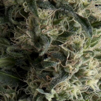Pyramid Seeds Galaxy Auto feminisiert