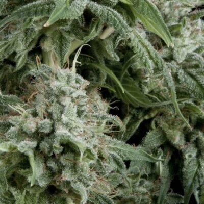 Pyramid Seeds Northern Lights Auto feminisiert