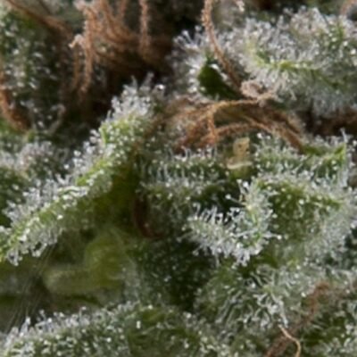 Pyramid Seeds Lennon Auto feminisiert