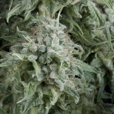 Pyramid Seeds Anubis Auto feminisiert