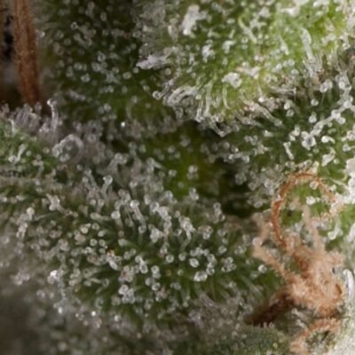 Pyramid Seeds Fresh Candy Auto feminisiert