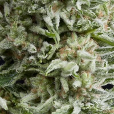 Pyramid Seeds Amnesia Gold Auto feminisiert