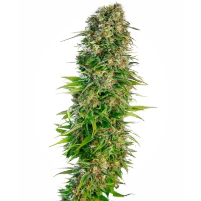 Sensi Seeds Hindu Kush Auto feminisiert