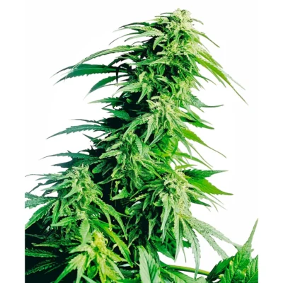 Sensi Seeds Hindu Kush feminisiert