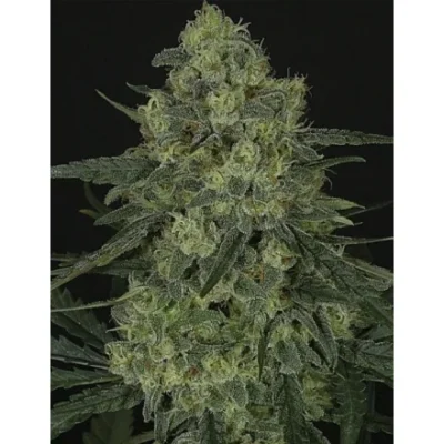 Ripper Seeds Criminal feminisiert