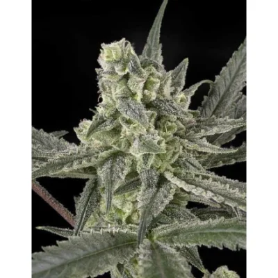 Ripper Seeds Old School feminisiert