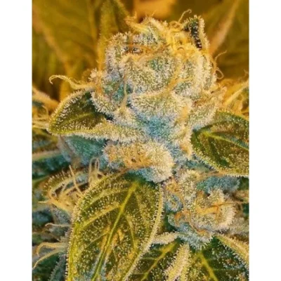 Ripper Seeds Sour Ripper feminisiert