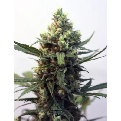 Ripper Seeds Toxic feminisiert