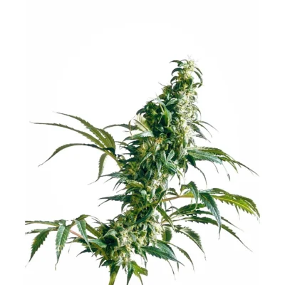 Sensi Seeds Mexican Sativa feminisiert