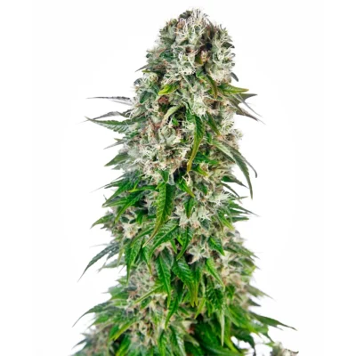Sensi Seeds Big Bud Auto feminisiert