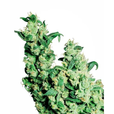 Sensi Seeds Jack Herer feminisiert