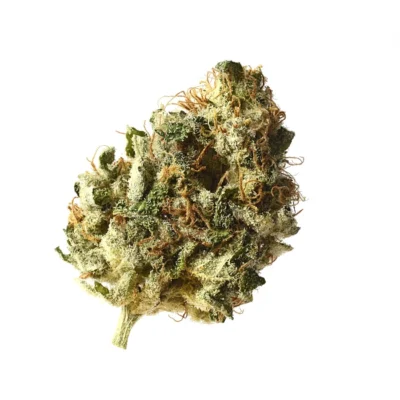 Amsterdam Genetics Kosher Choco Kush feminisiert