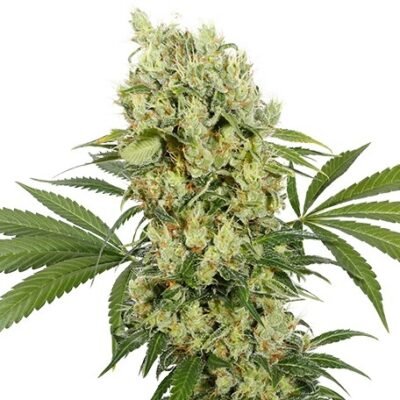 Buddha Seeds Medikit CBD feminisiert