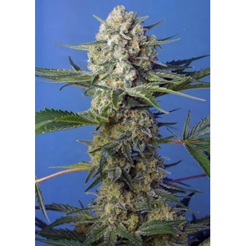 Sweet Seeds Crystal Candy F1 Fast Version feminisiert