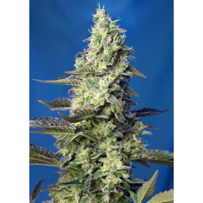 Sweet Seeds Green Poison XL Auto feminisiert
