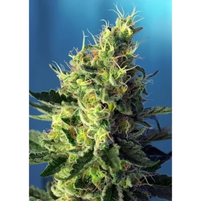 Sweet Seeds Sweet Pure CBD feminisiert
