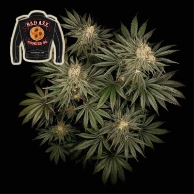 Seedsman Badazz Cookies OG feminisiert